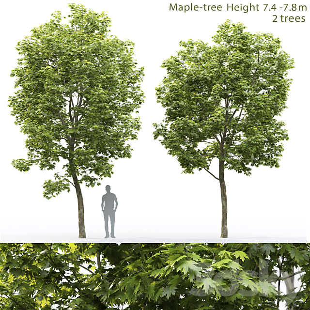 Maple 3DSMax File - thumbnail 1