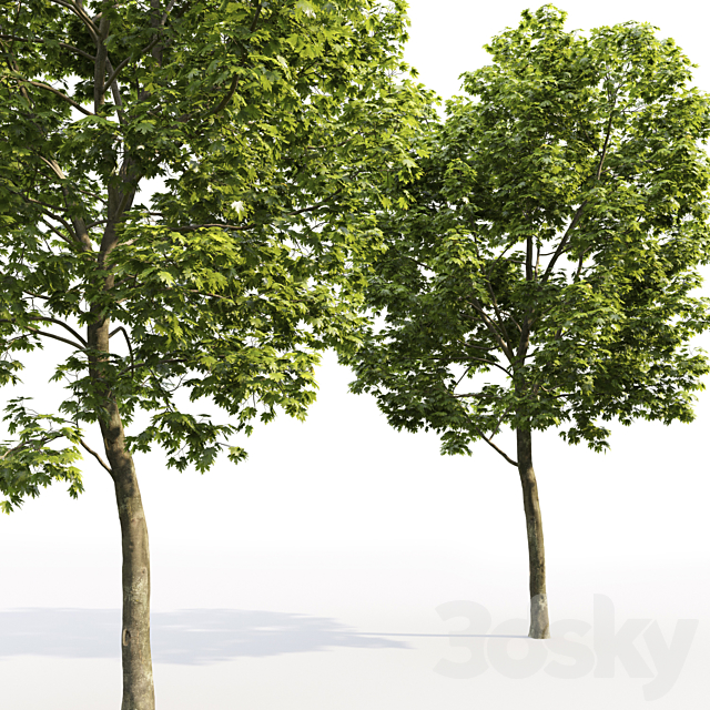 Maple 3DSMax File - thumbnail 3