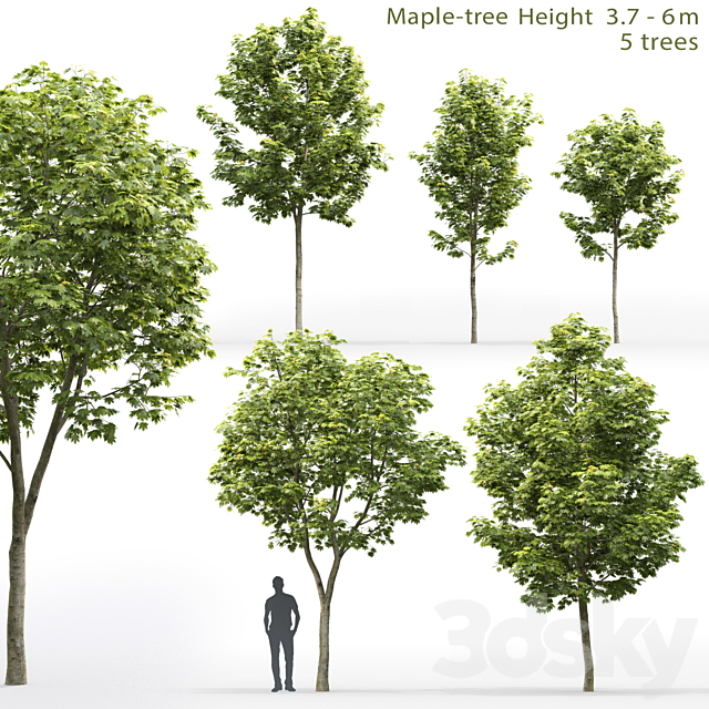 Maple 3DSMax File - thumbnail 1