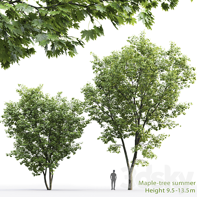 Maple 3DSMax File - thumbnail 1