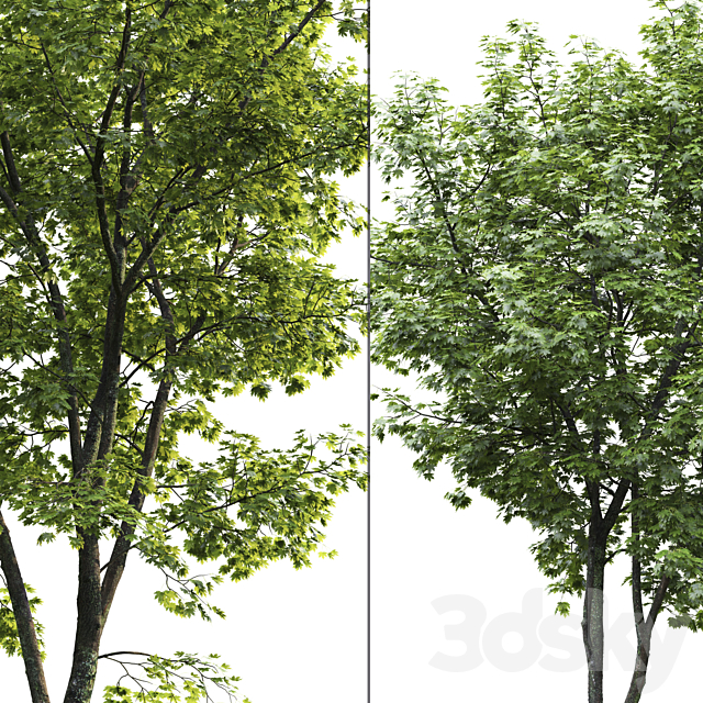 Maple 3DSMax File - thumbnail 3