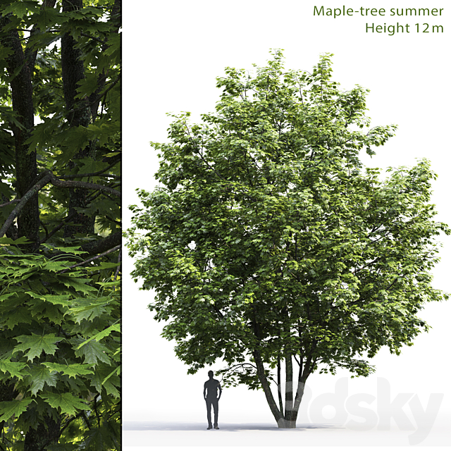 Maple 3DSMax File - thumbnail 1