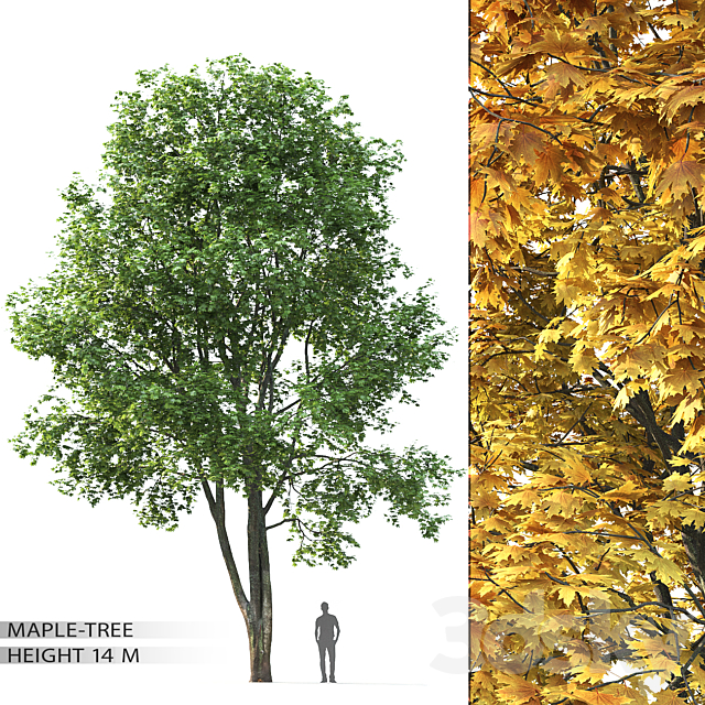 Maple 3DSMax File - thumbnail 1