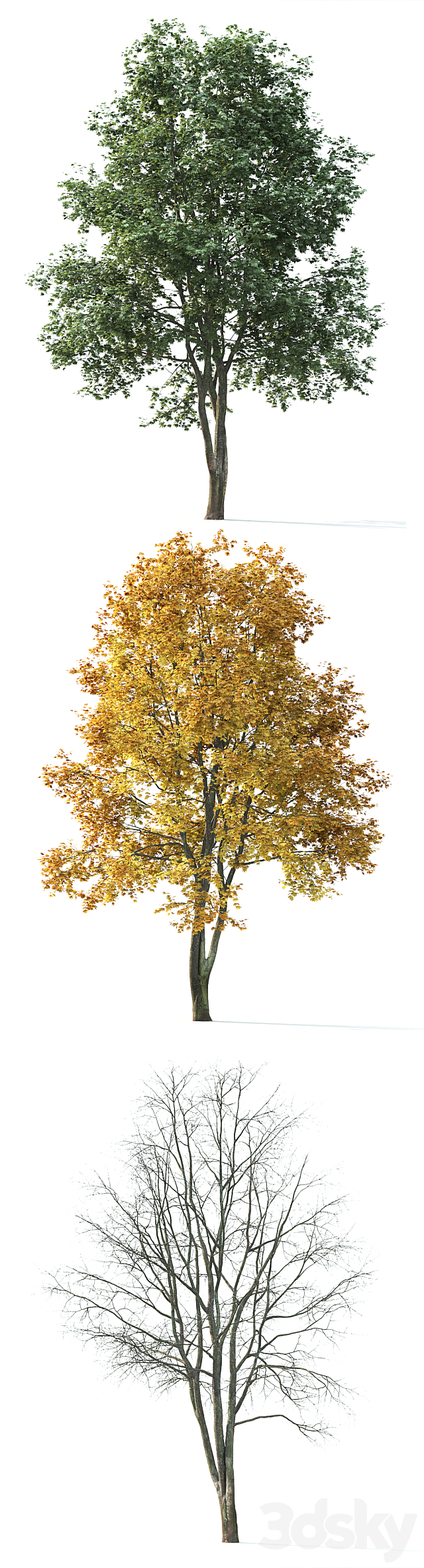 Maple 3DSMax File - thumbnail 2