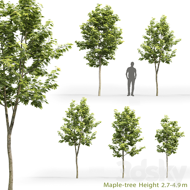 Maple 3DSMax File - thumbnail 1