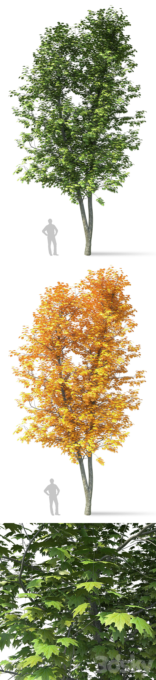 Maple (Ácer platanoídes) 13 meters 3DS Max Model - thumbnail 2