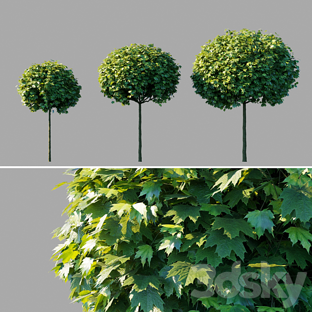 Maple acutifoliate “Globosum” _ Acer platanoides “Globosum” 3DSMax File - thumbnail 1