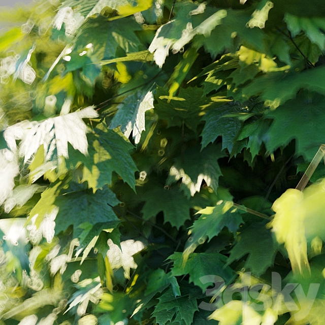 Maple acutifoliate “Globosum” _ Acer platanoides “Globosum” 3DSMax File - thumbnail 2