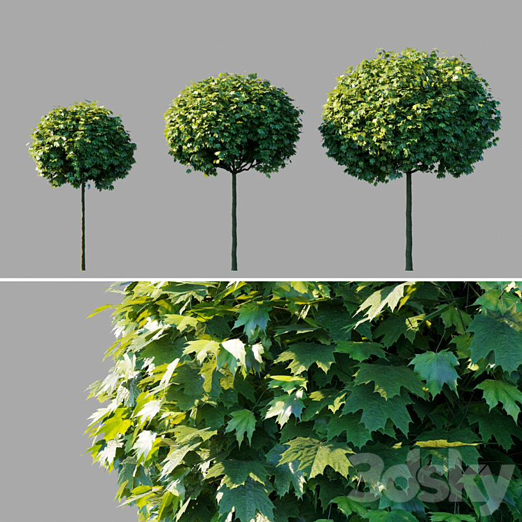 “Maple acutifoliate “”Globosum”” \/ Acer platanoides “”Globosum””” 3DS Max - thumbnail 1