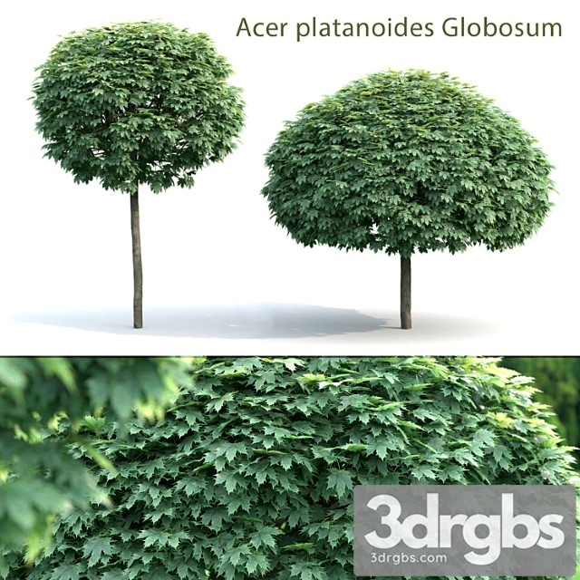 Maple Globozum 3dsmax Download - thumbnail 1