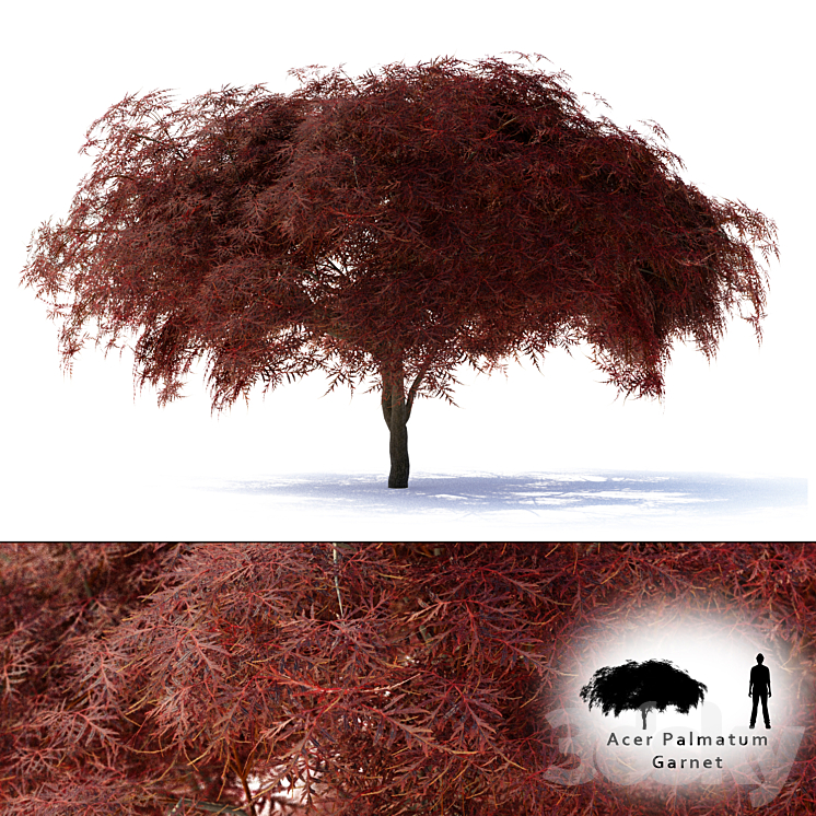 Maple Japanese | Acer palmatum Garnet 3DS Max - thumbnail 1