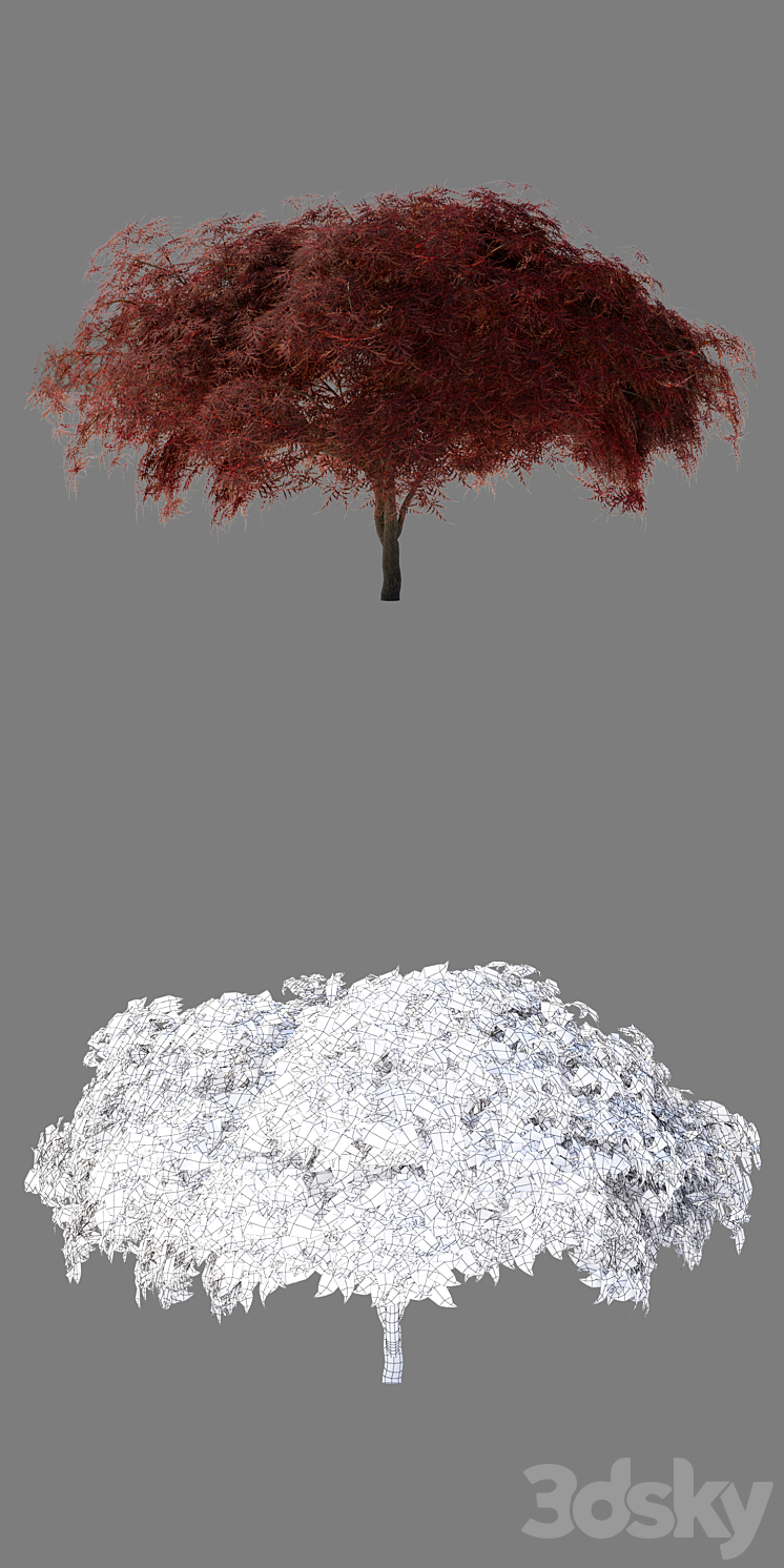 Maple Japanese | Acer palmatum Garnet 3DS Max - thumbnail 2