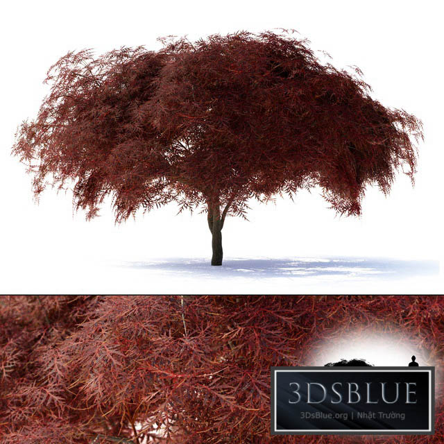 Maple Japanese | Acer palmatum Garnet 3DS Max - thumbnail 3