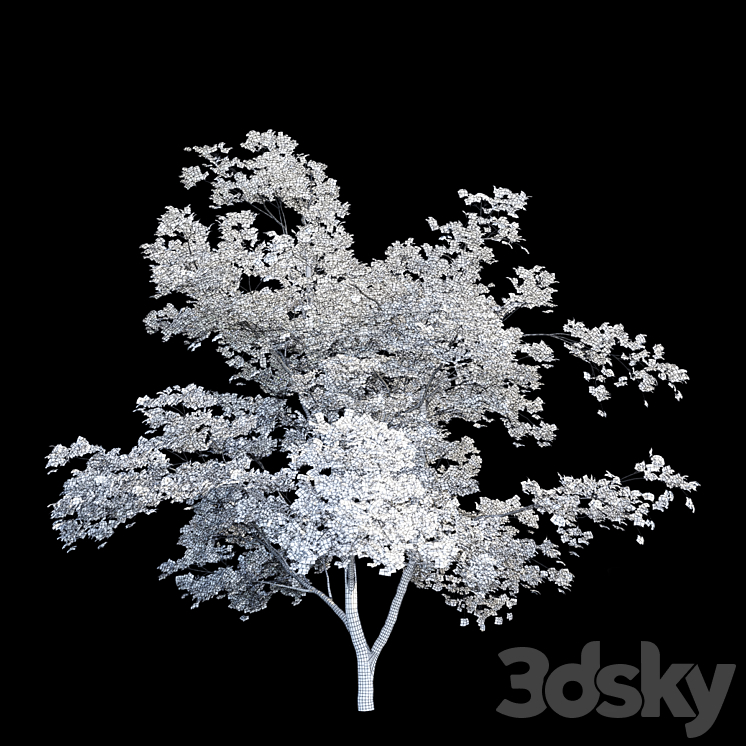 Maple Manchurian tree | Acer mandschuricum 3DS Max - thumbnail 2