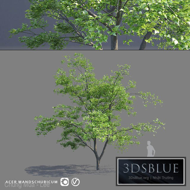 Maple Manchurian tree | Acer mandschuricum 3DS Max - thumbnail 3