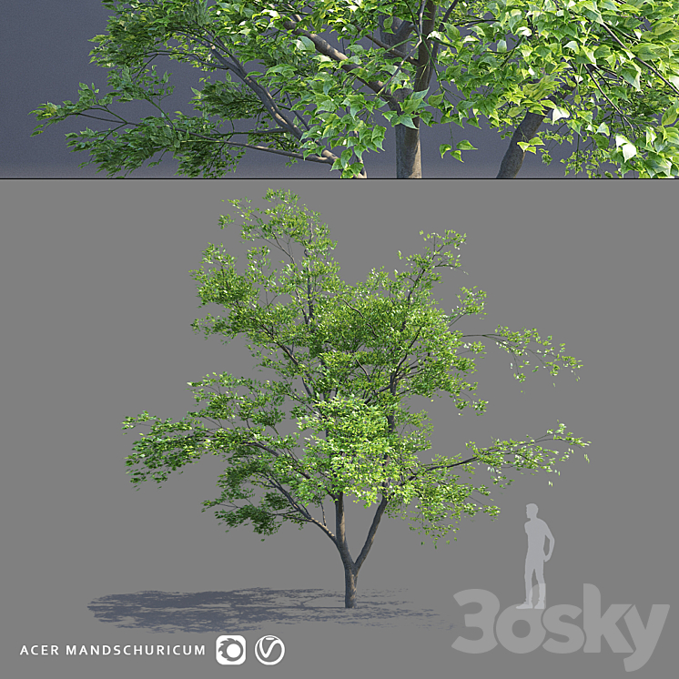 Maple Manchurian tree | Acer mandschuricum 3DS Max - thumbnail 1