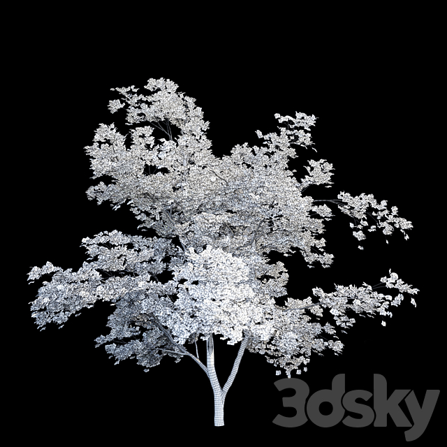 Maple Manchurian tree | Acer mandschuricum 3DSMax File - thumbnail 2