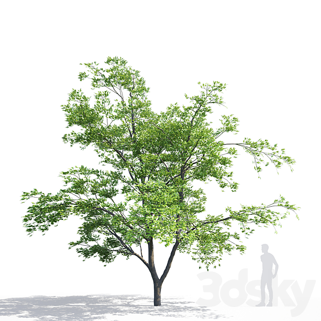 Maple Manchurian tree | Acer mandschuricum 3DSMax File - thumbnail 3