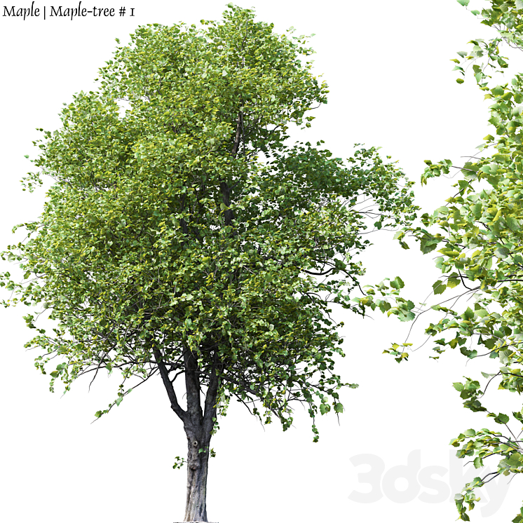 Maple | Maple-tree # 1 3DS Max - thumbnail 1