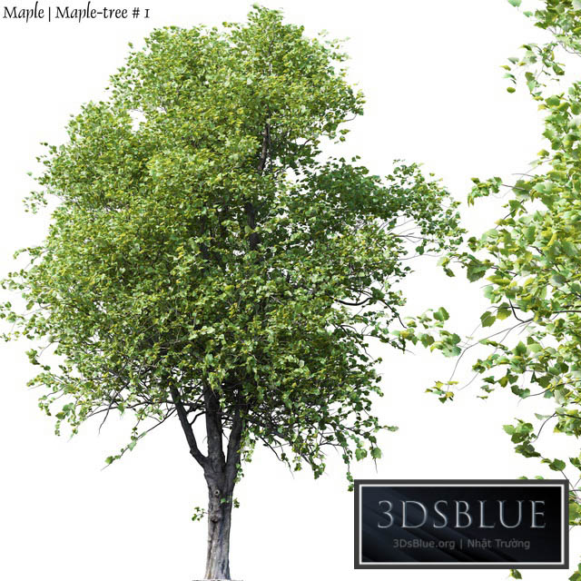 Maple | Maple-tree # 1 3DS Max - thumbnail 3