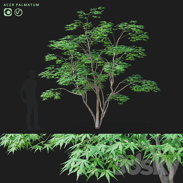 Maple palm tree | Acer palmatum 3ds Max - thumbnail 1