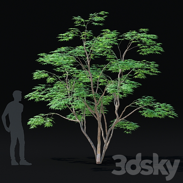 Maple palm tree | Acer palmatum 3ds Max - thumbnail 3