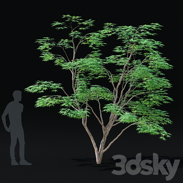 Maple palm tree | Acer palmatum 3dsMax Model - thumbnail 4