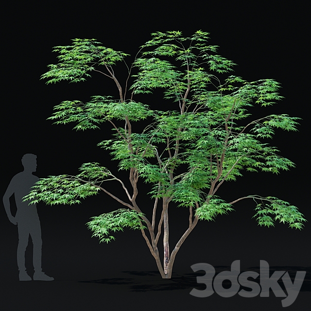 Maple palm tree | Acer palmatum 3dsMax Model - thumbnail 5