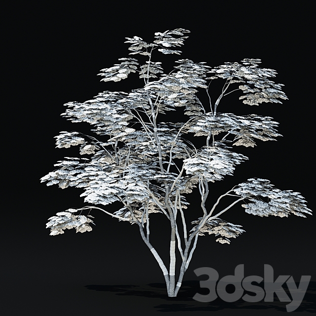 Maple palm tree | Acer palmatum 3dsMax Model - thumbnail 6