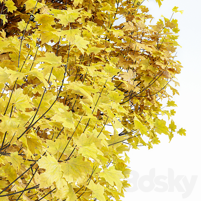 Maple Sapindaceae and Acer Saccharinum Fall trees 3DS Max Model - thumbnail 2