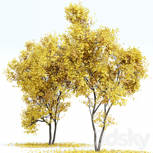 Maple Sapindaceae and Acer Saccharinum Fall trees 3DS Max Model - thumbnail 3