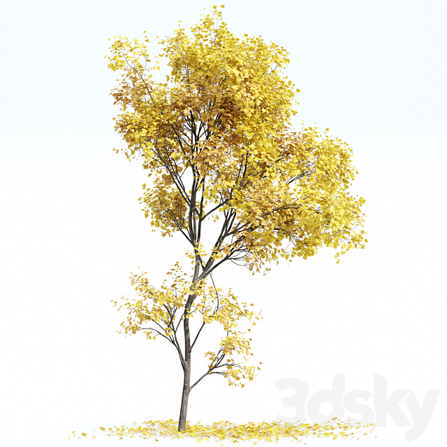 Maple Sapindaceae and Acer Saccharinum Fall trees 3DS Max Model - thumbnail 4