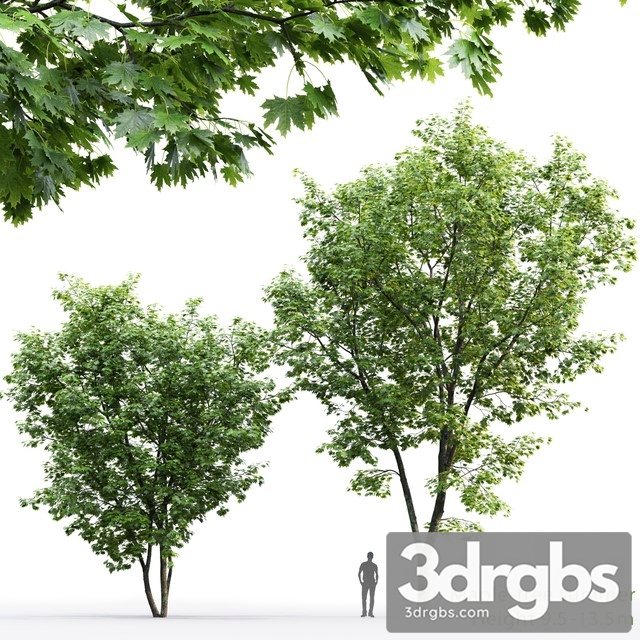 Maple Tree 01 3dsmax Download - thumbnail 1