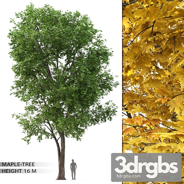 Maple Tree 10 3dsmax Download - thumbnail 1