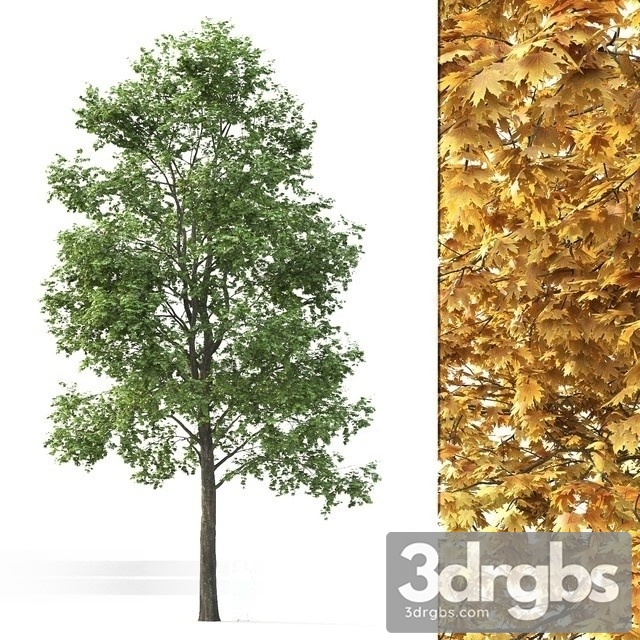 Maple Tree 3dsmax Download - thumbnail 1