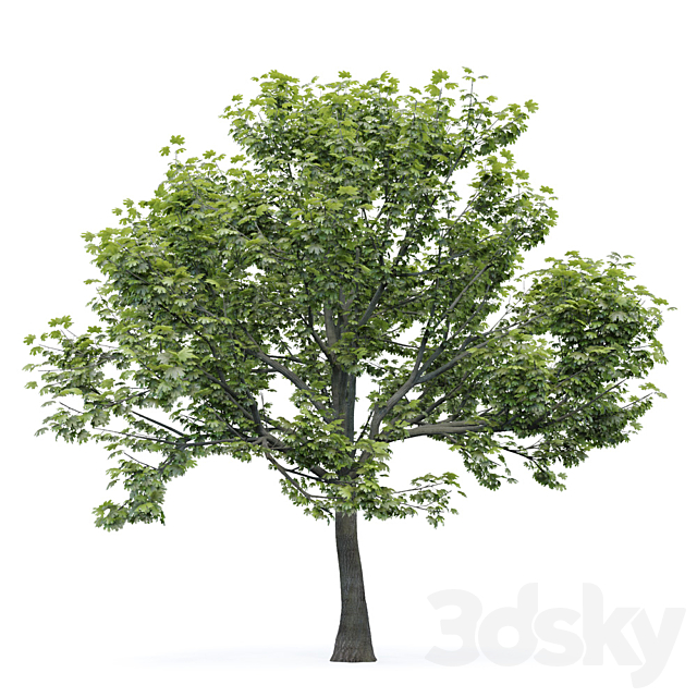Maple tree 3DSMax File - thumbnail 1