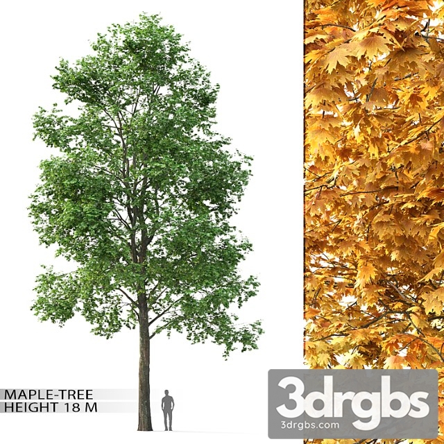 Maple Tree 7 3dsmax Download - thumbnail 1