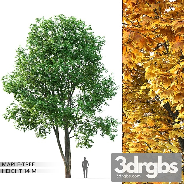 Maple Tree 8 3dsmax Download - thumbnail 1