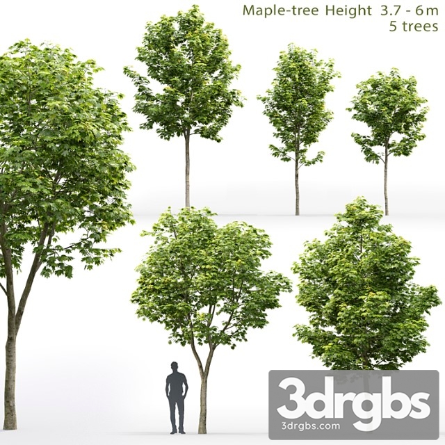 Maple Tree 9 3dsmax Download - thumbnail 1