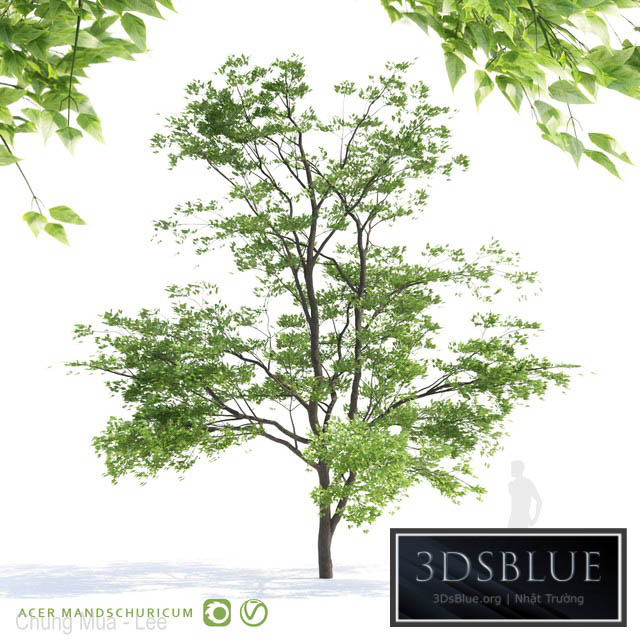 Maple tree Manchu | Acer mandschuricum v2 3DS Max - thumbnail 3