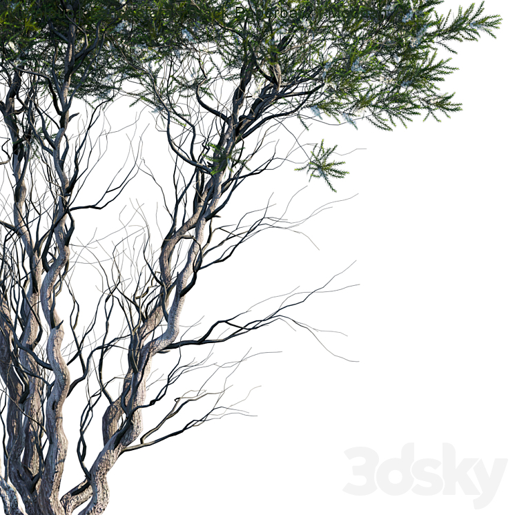 Melaleuca Lanceolata | Black Paperbark | Moonah # 1 3DS Max - thumbnail 2