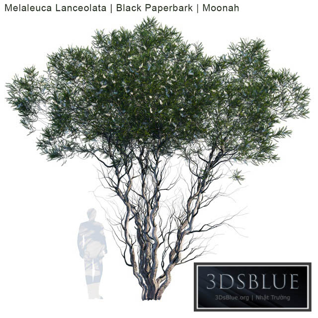 Melaleuca Lanceolata | Black Paperbark | Moonah # 1 3DS Max - thumbnail 3