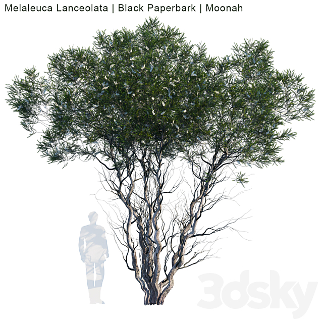 Melaleuca Lanceolata | Black Paperbark | Moonah # 1 3DSMax File - thumbnail 1