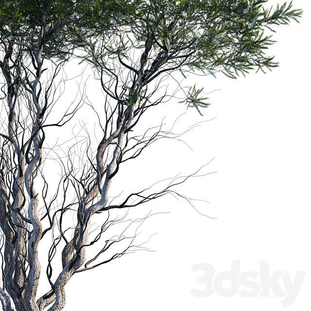 Melaleuca Lanceolata | Black Paperbark | Moonah # 1 3DSMax File - thumbnail 2