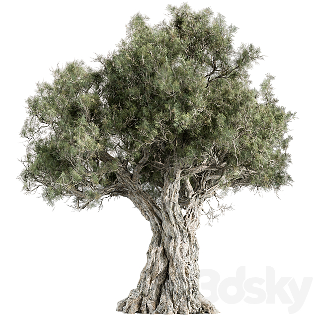 Mountain Olive Tree – Set 197 3ds Max - thumbnail 1