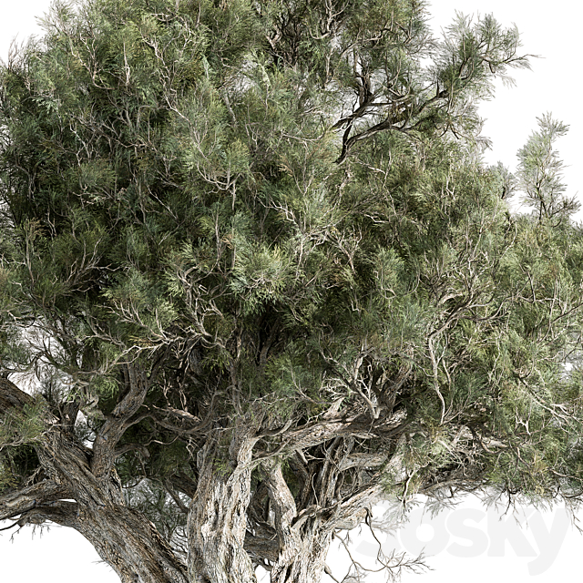 Mountain Olive Tree – Set 197 3ds Max - thumbnail 2