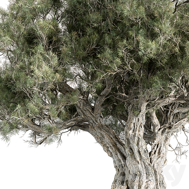 Mountain Olive Tree – Set 197 3ds Max - thumbnail 3