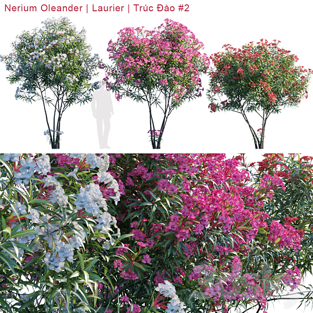 Nerium Oleander | Laurier | Trúc ?ào # 2 3DSMax File - thumbnail 1