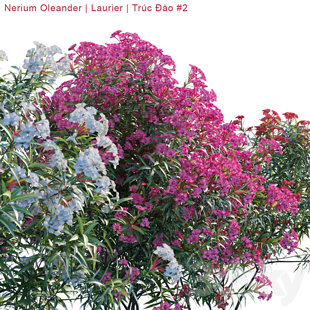 Nerium Oleander | Laurier | Trúc ?ào # 2 3DSMax File - thumbnail 2