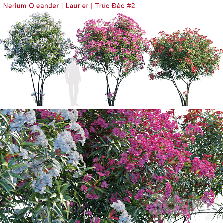 Nerium Oleander | Laurier | Trúc Đào # 2 3DS Max - thumbnail 1